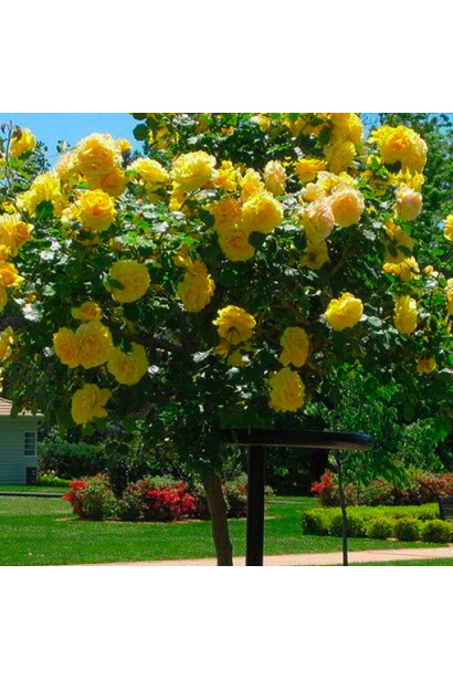 Роза на штамбе Голден Шауэрс – идеальна для вертикального сада.